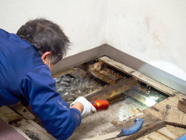 Best Mold Remediation  in Durant, OK