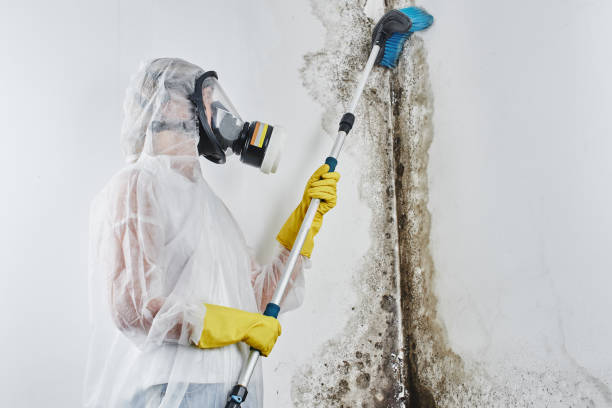 Best Mold Removal Process  in Durant, OK