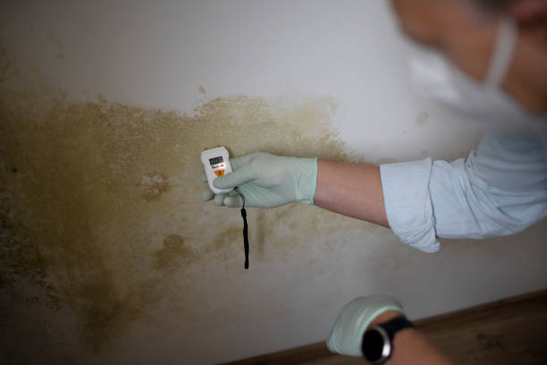 Best Home Mold Removal  in Durant, OK