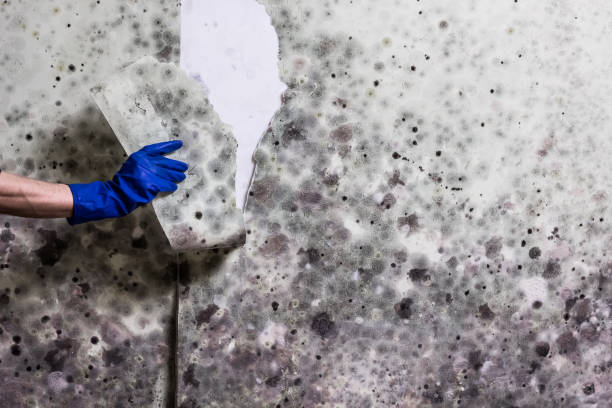 Best Certified Mold Removal  in Durant, OK