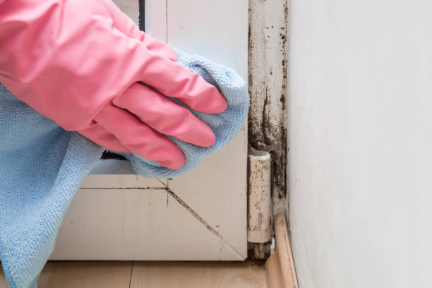 Professional Mold Removal in Durant, OK
